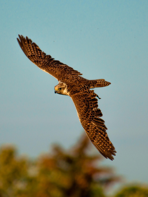 premium falcon food supplier qatar saudiarabia falco cherrug